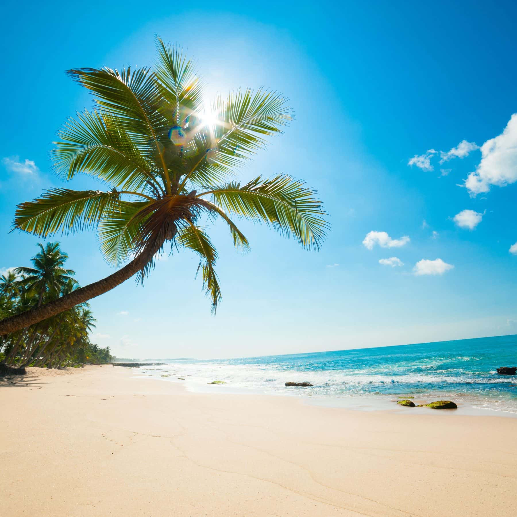 Luxury Holiday Deals, beach, palm tree and ocean view