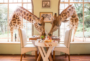 Tanzania and Zanzibar Holiday Giraffe Manor
