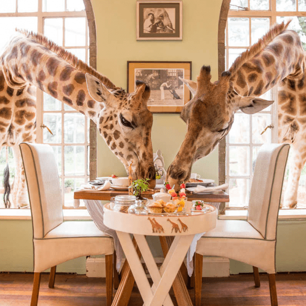 Tanzania and Zanzibar Holiday Giraffe Manor