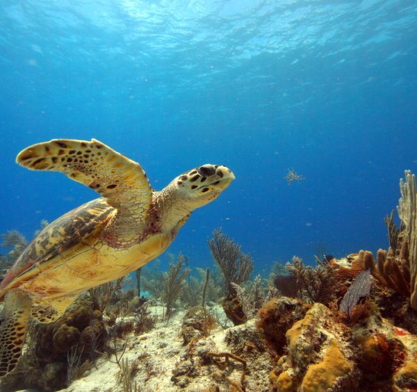 Luxury Holiday to Turks and Caicos - Turtle and Coral in Ocean