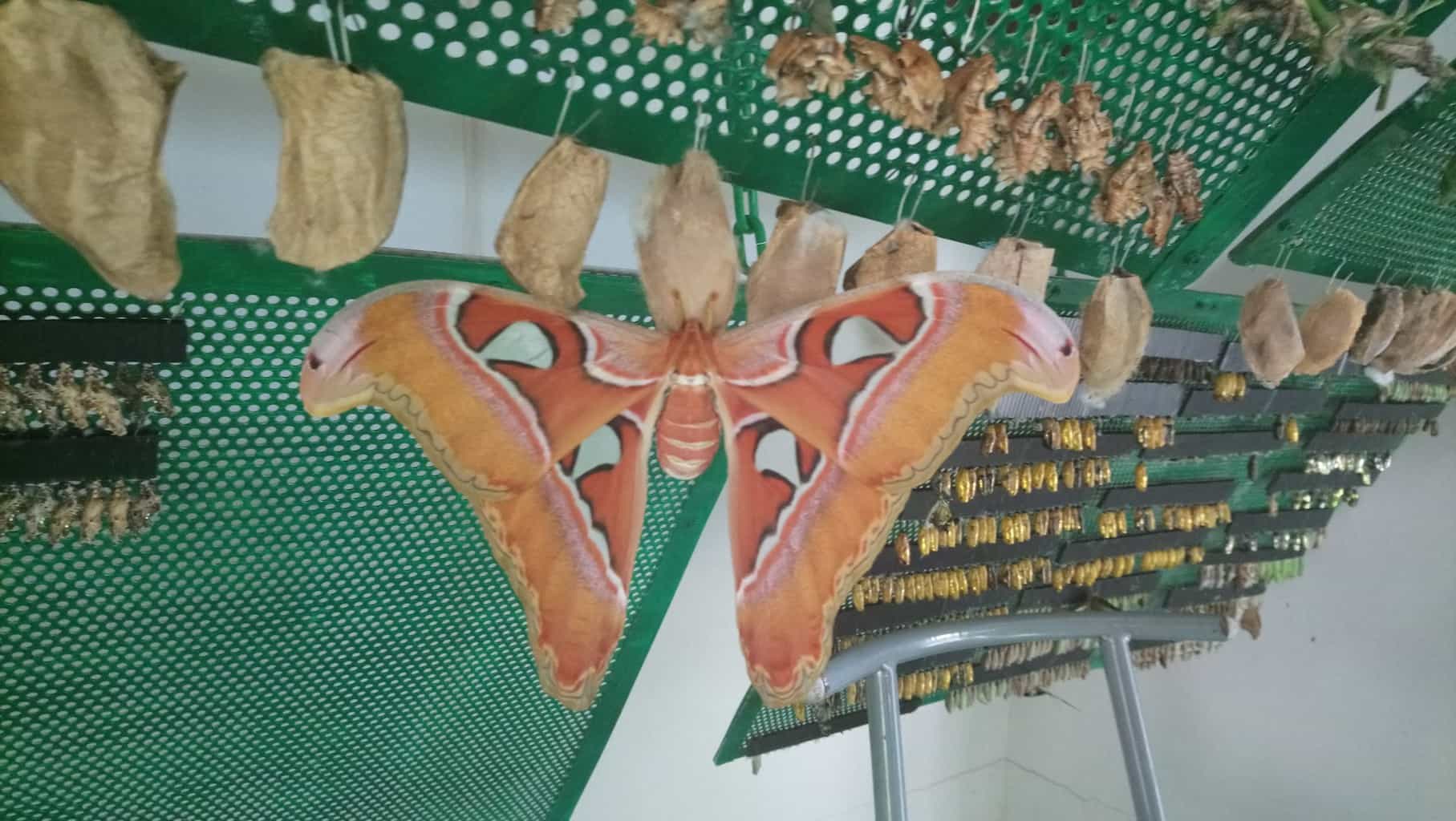 Close up of a butterfly that recently emerged from its cocoon at Butterfly Park and Insect Kingdom in Sentosa Island 